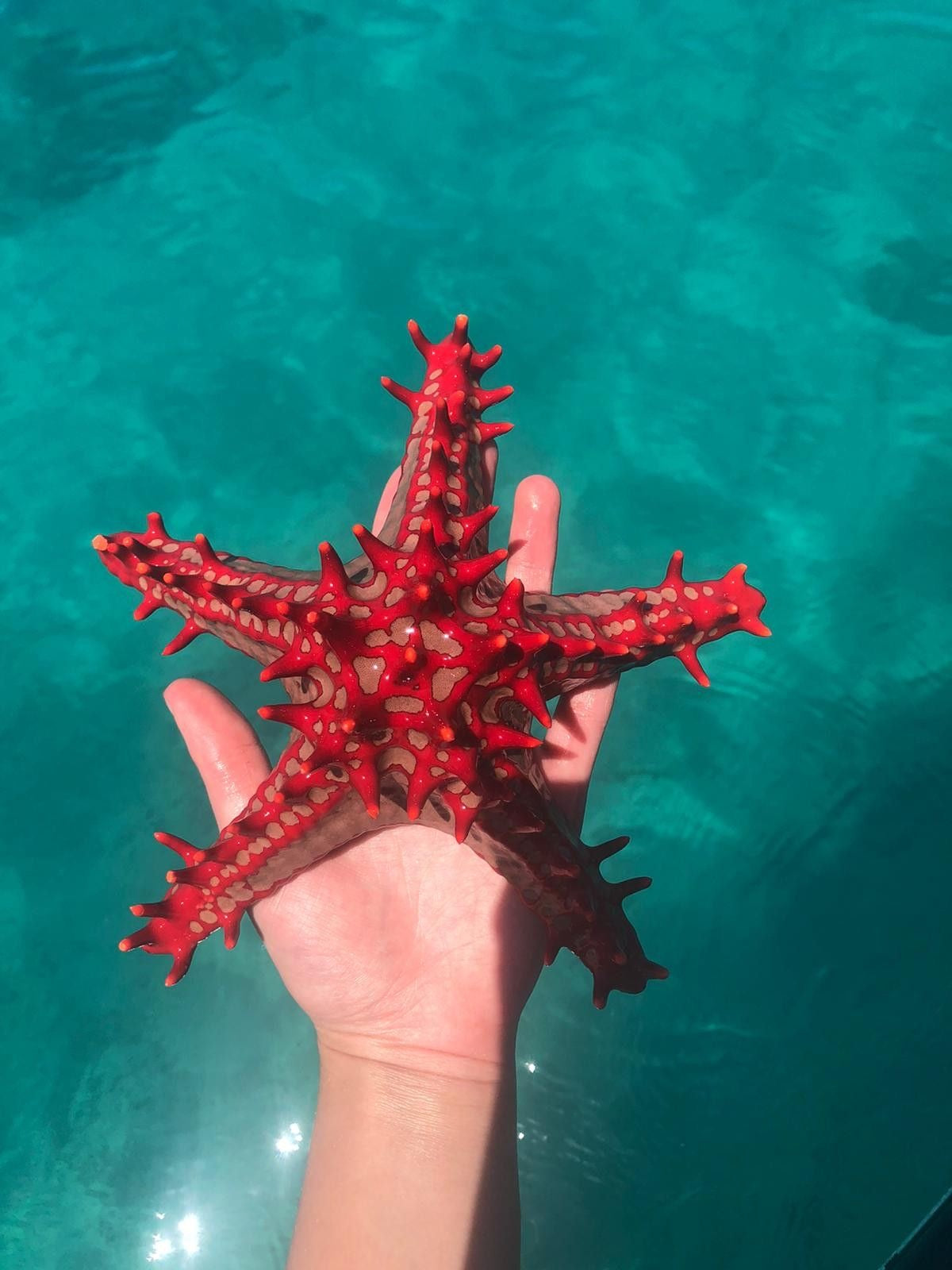 Pulsera Hetu’u